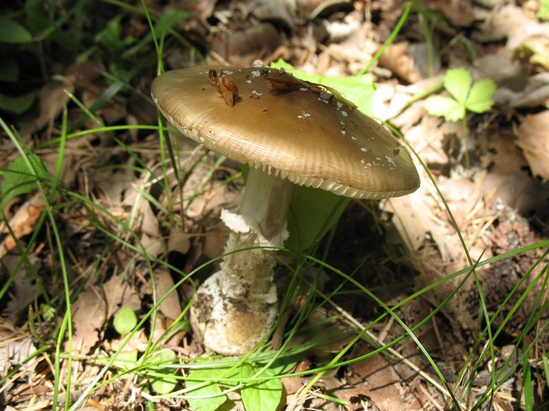 2006 amanita pantherina II